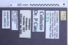 Etiketten zu Hemirhipus bimaculatus (NHMW-ZOO-COL-0008181)